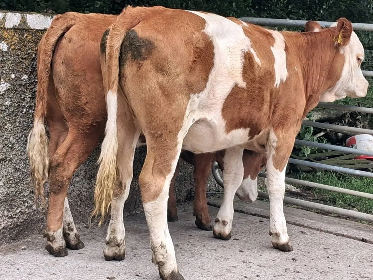 2 Simmental Heifers - Image 2