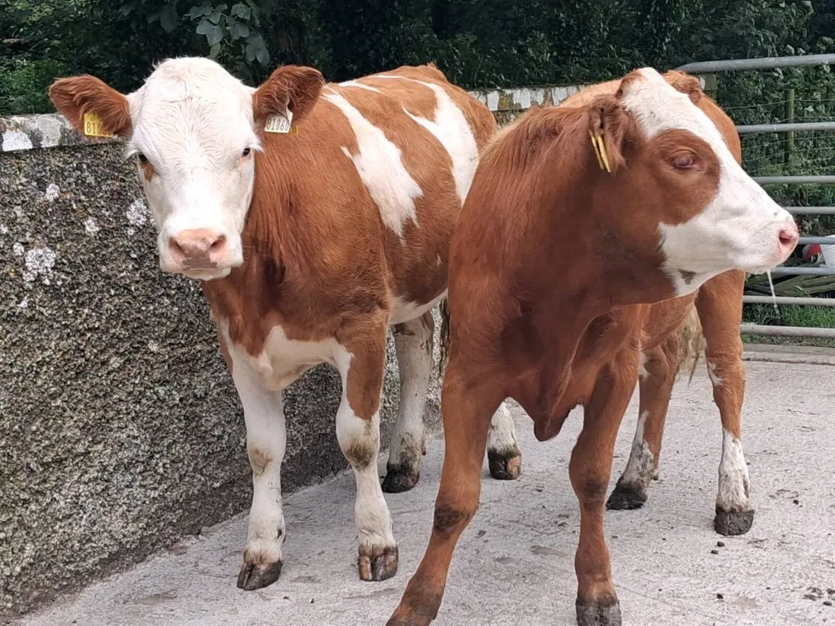 2 Simmental Heifers - Image 1