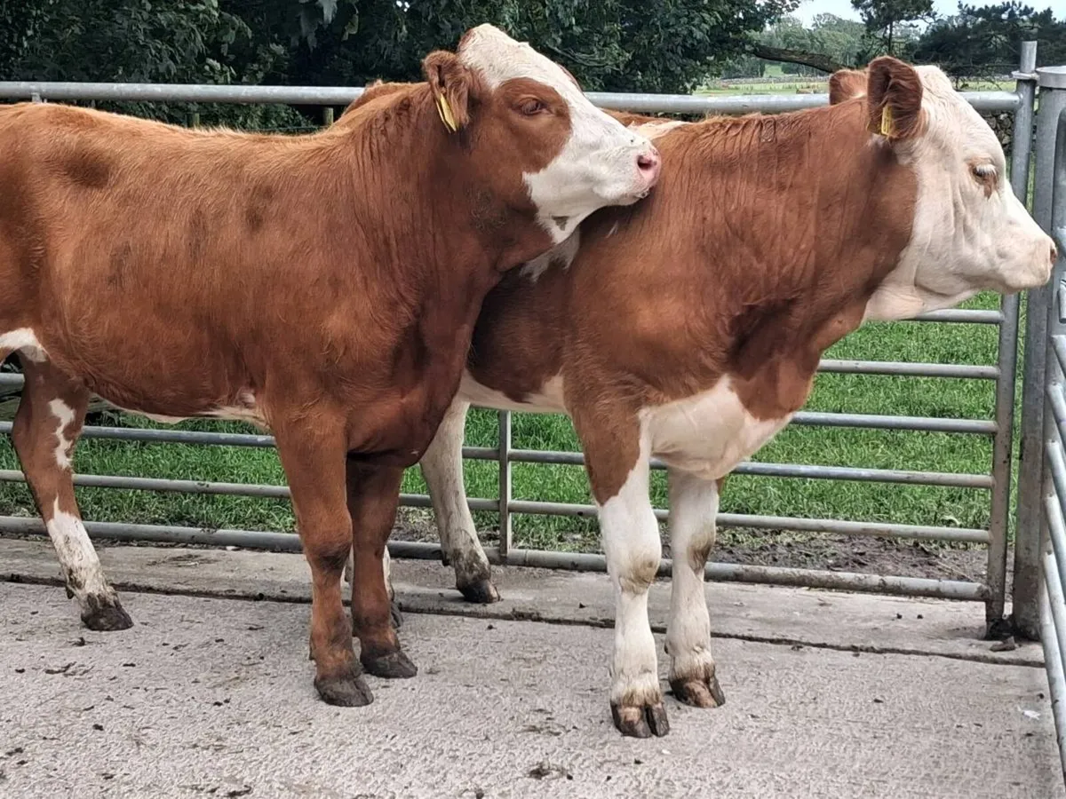 2 Simmental Heifers - Image 4