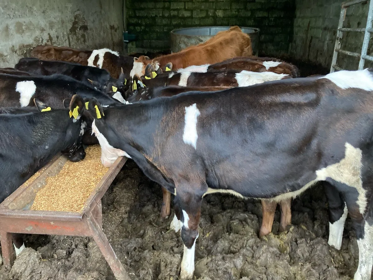 Bull weanlings weaned - Image 1