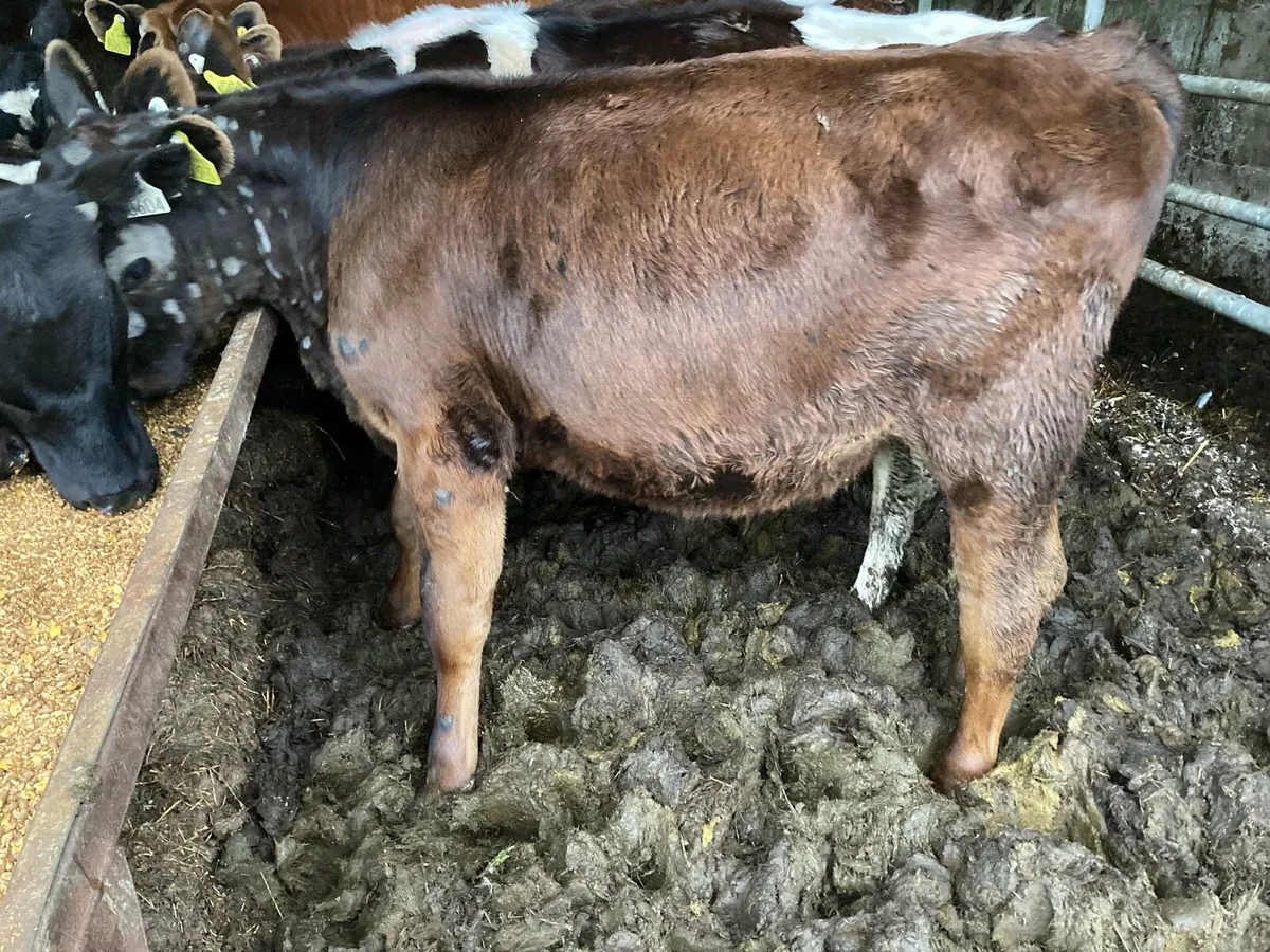 Bull weanlings weaned - Image 2