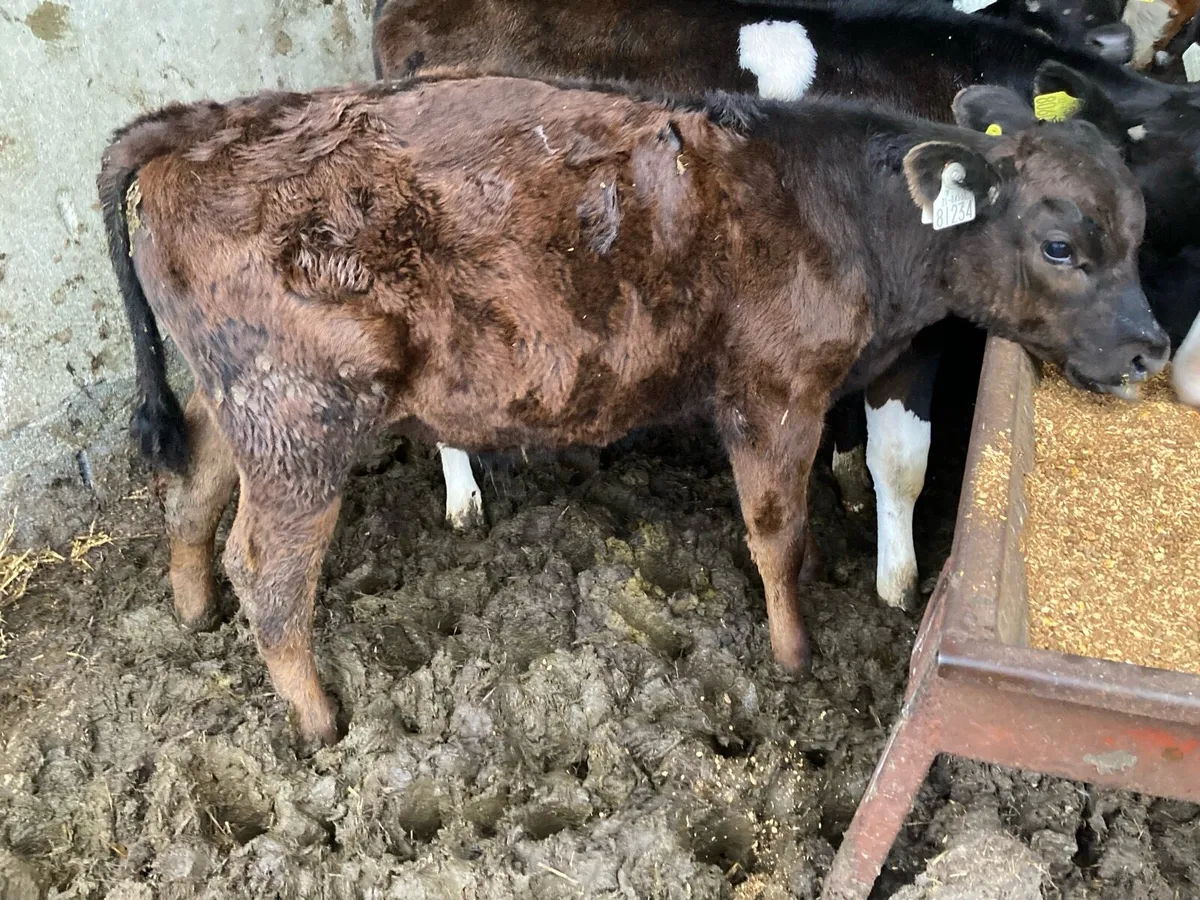 Bull weanlings weaned - Image 3
