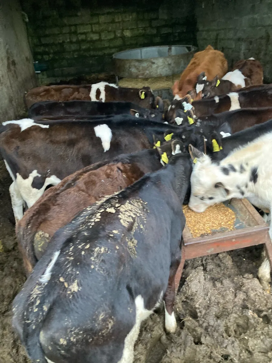 Bull weanlings weaned - Image 4