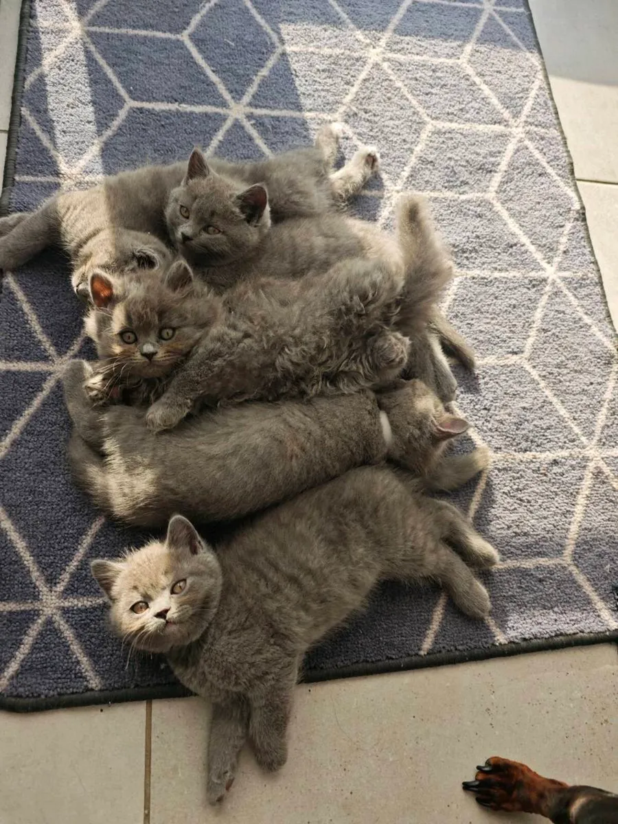 British blue: 2 kittens left 🩷🩵 - Image 2