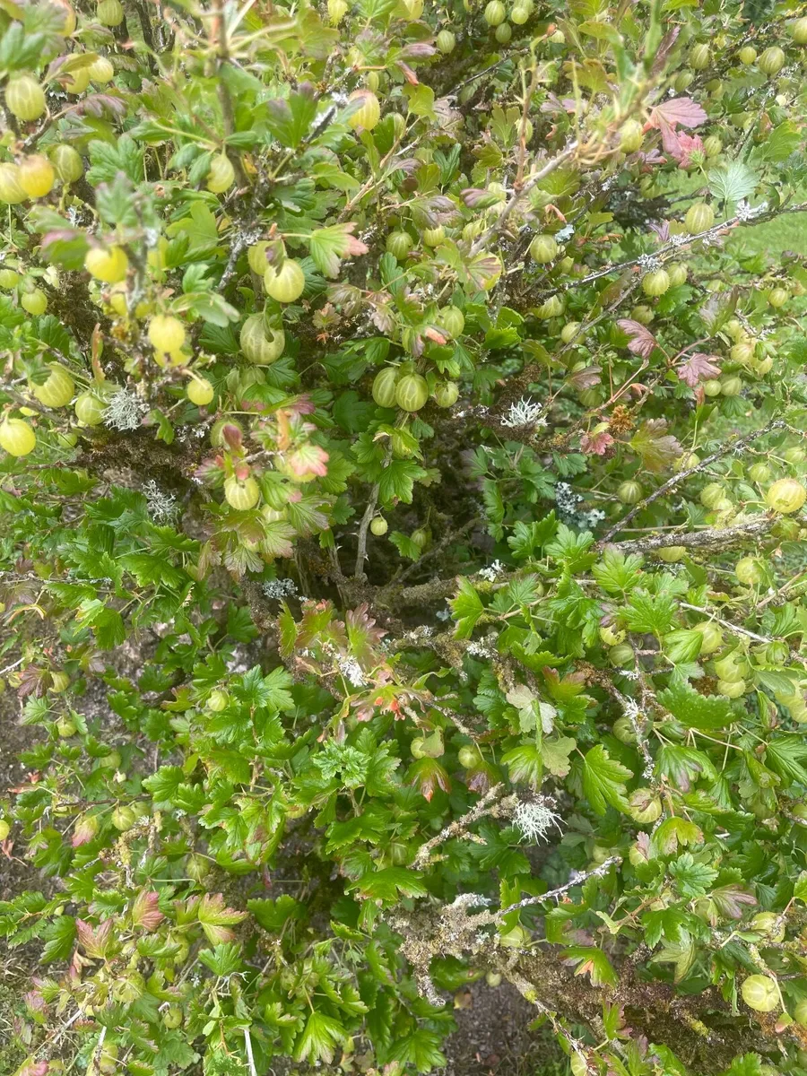 Jam fruit - Image 2