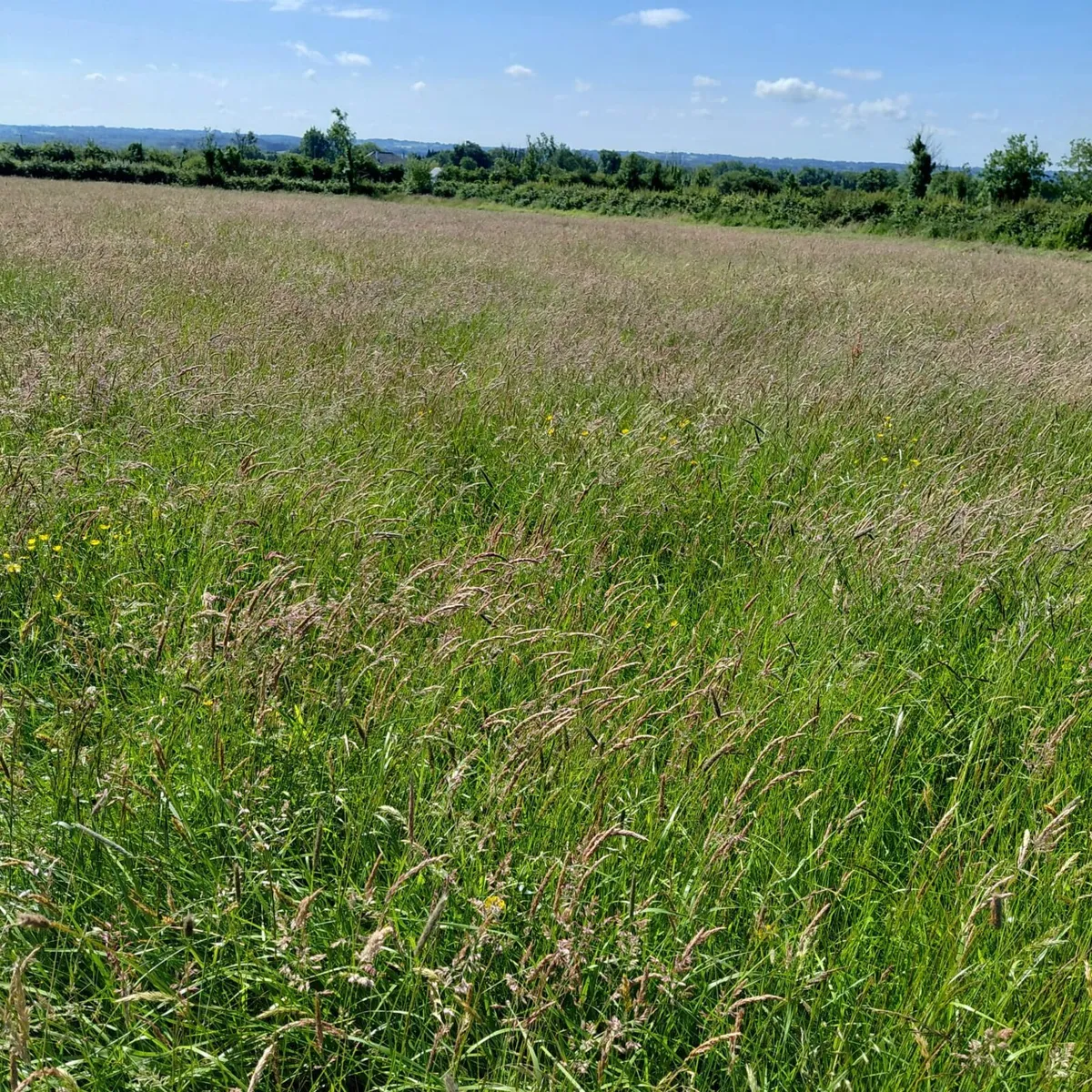 Organic Round Bales of Hay - Image 1