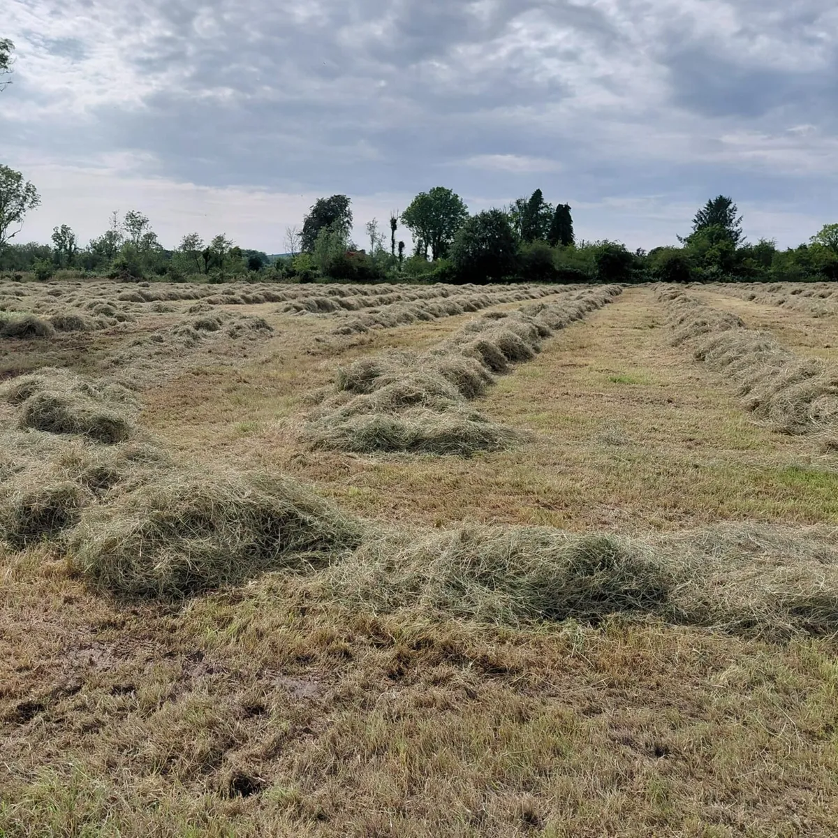 Organic Round Bales of Hay - Image 3