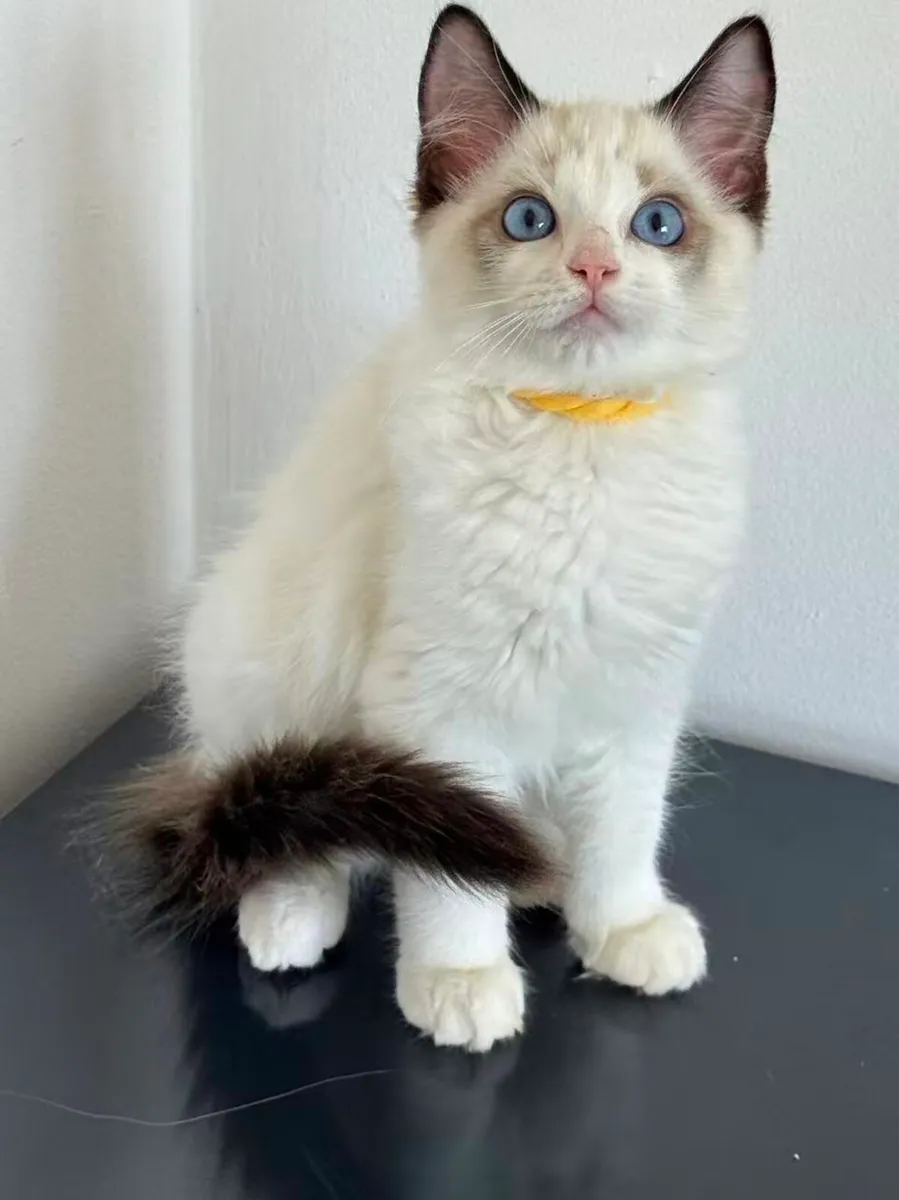 Ragdoll Kitten - Image 2