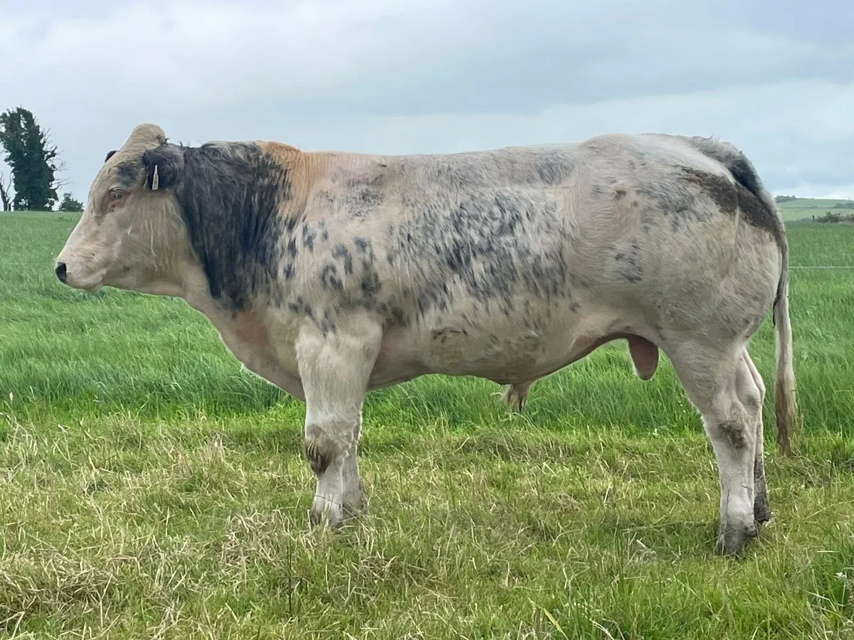 Bull - Image 1