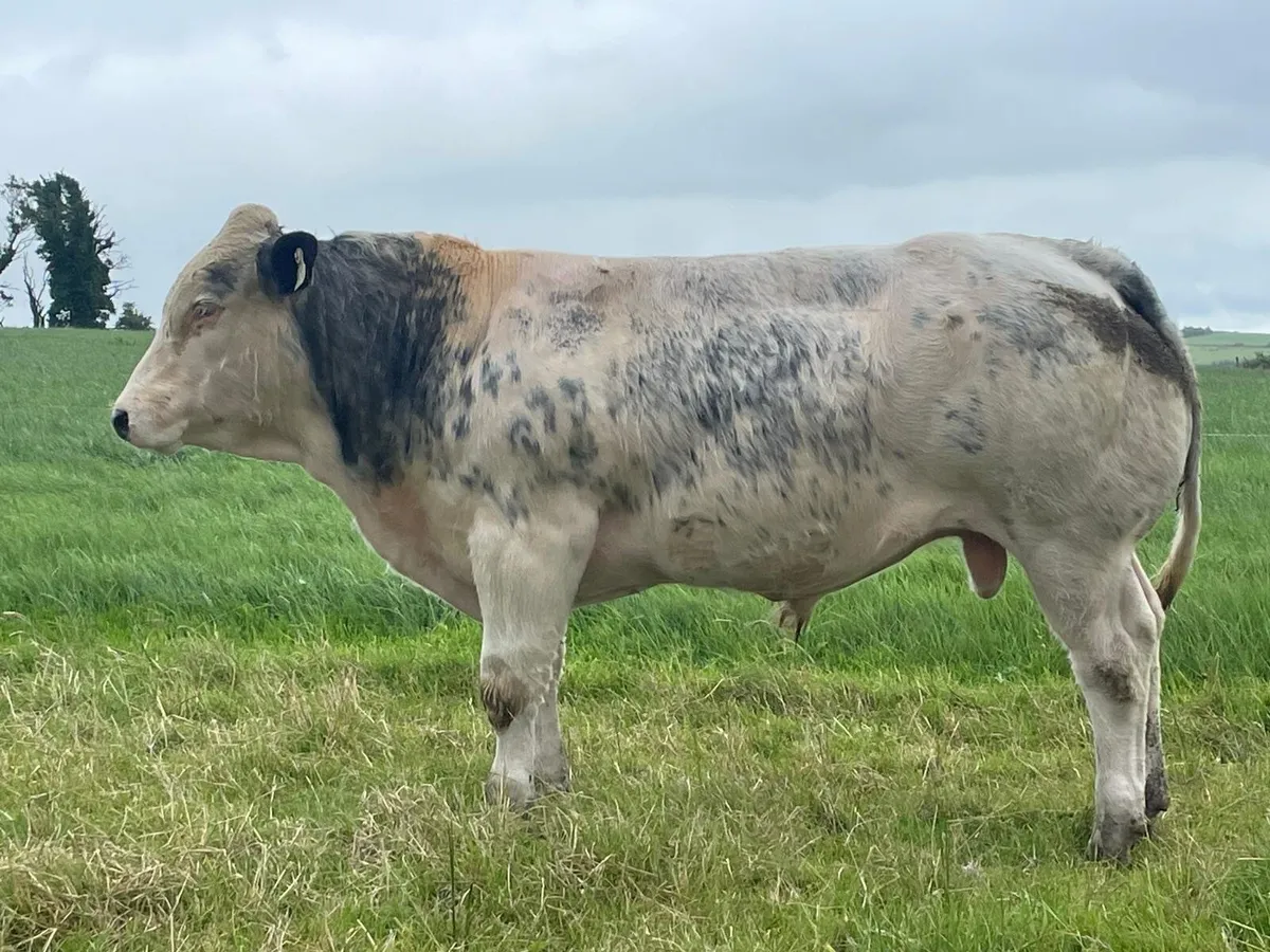 Bull - Image 2