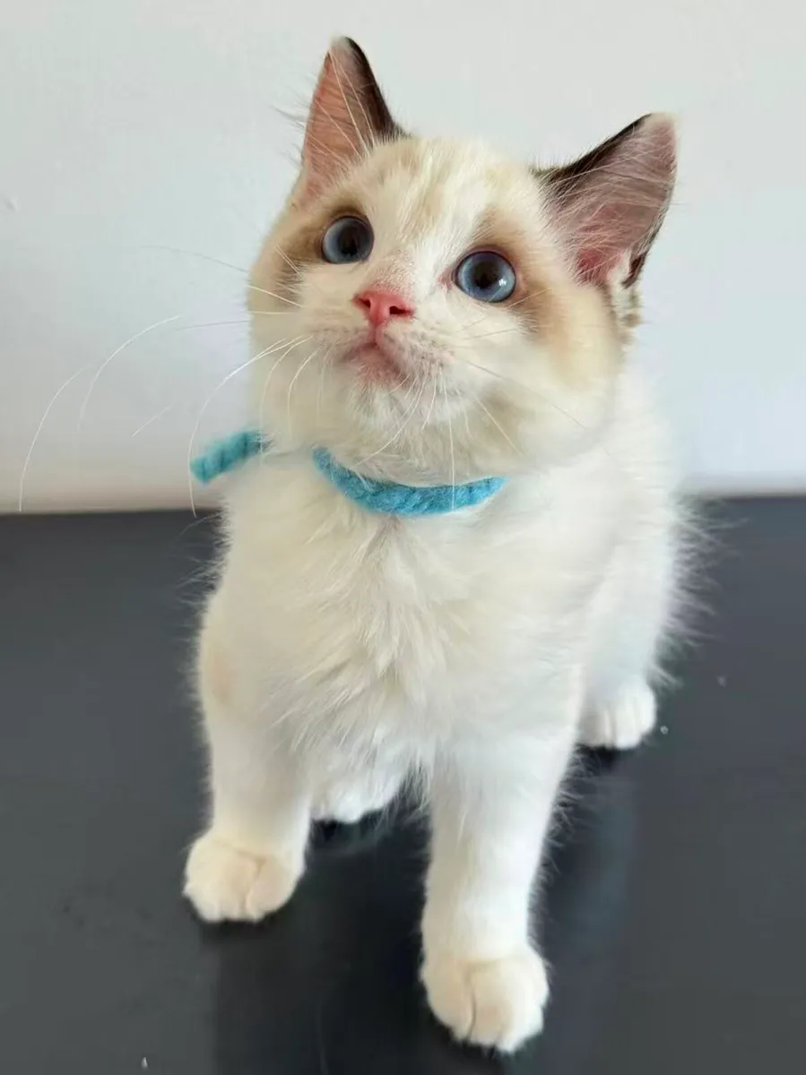 Ragdoll Kitten - Image 3