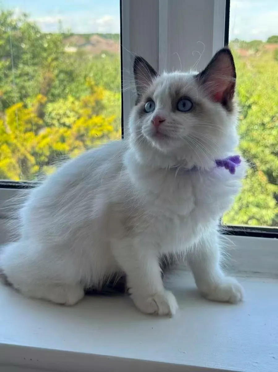 Ragdoll Kitten - Image 1