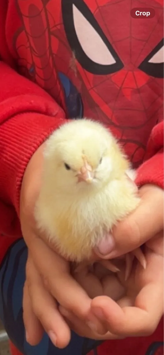 Chicks - Image 1