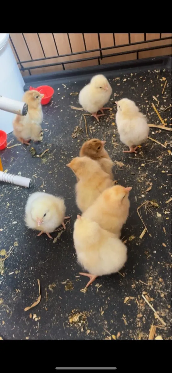 Chicks - Image 2