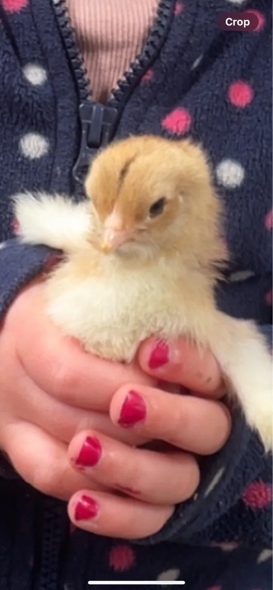 Chicks - Image 3