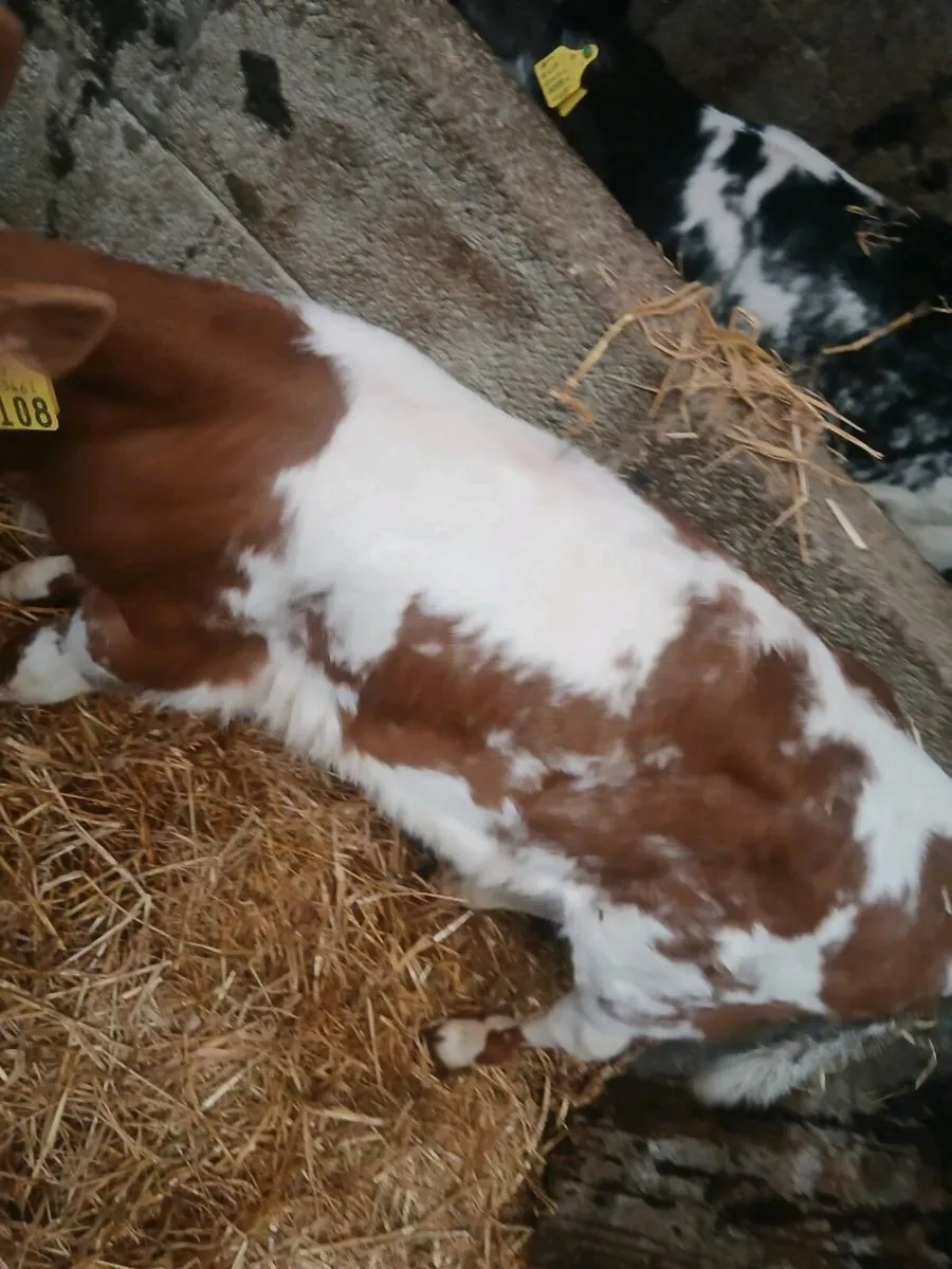 Calves - Image 2
