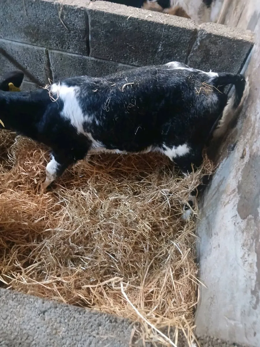 Calves - Image 3