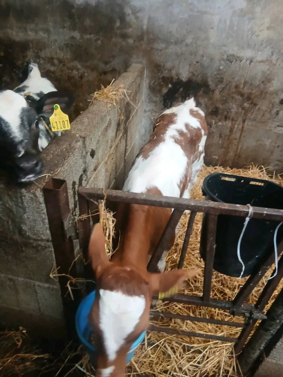 Calves - Image 4