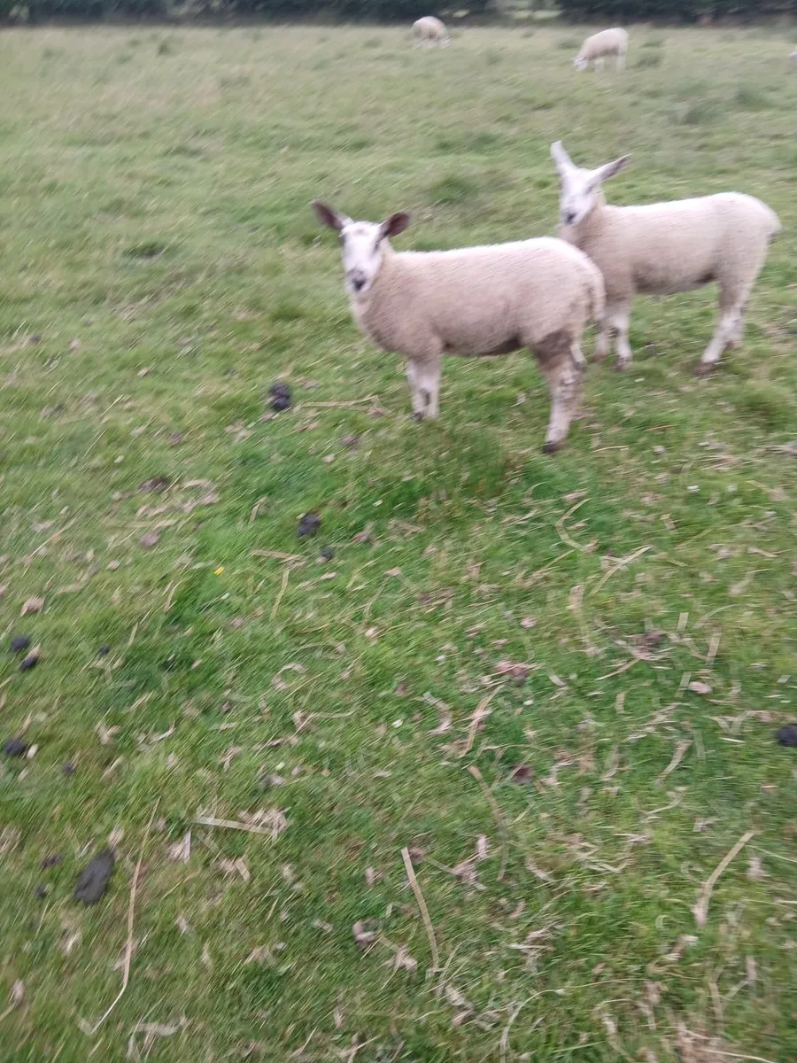Ewe lambs - Image 3