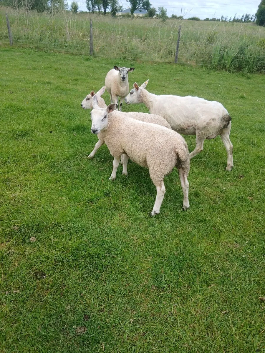 Ewe lambs - Image 4