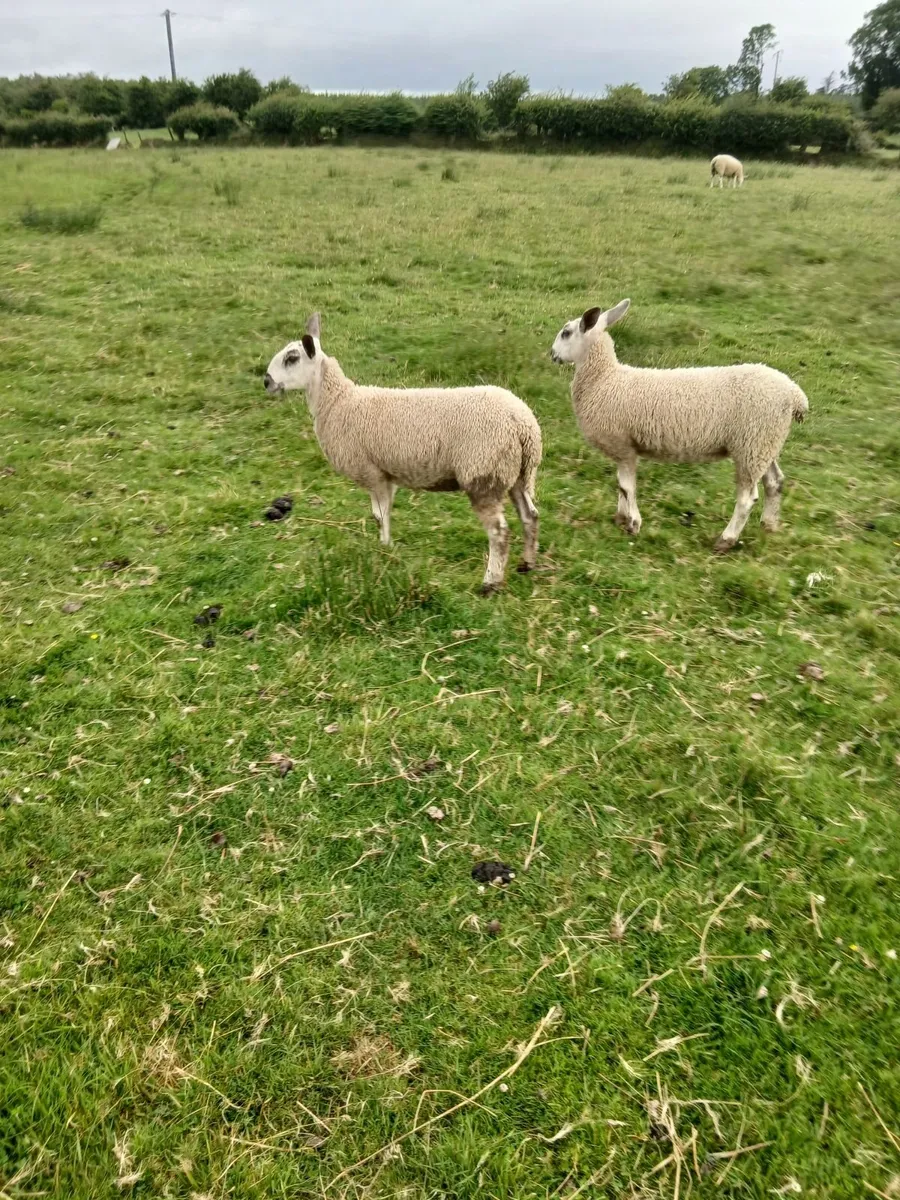 Ewe lambs - Image 1