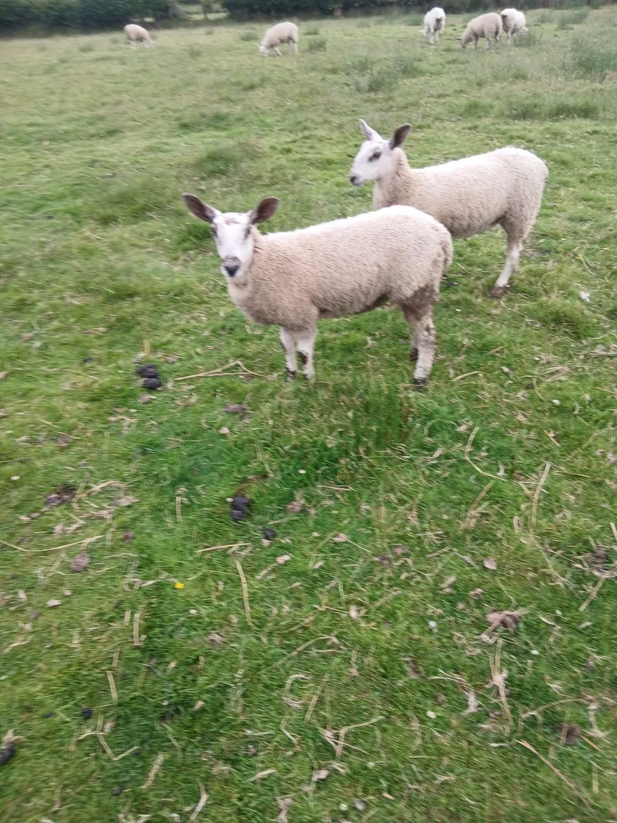 Ewe lambs - Image 2