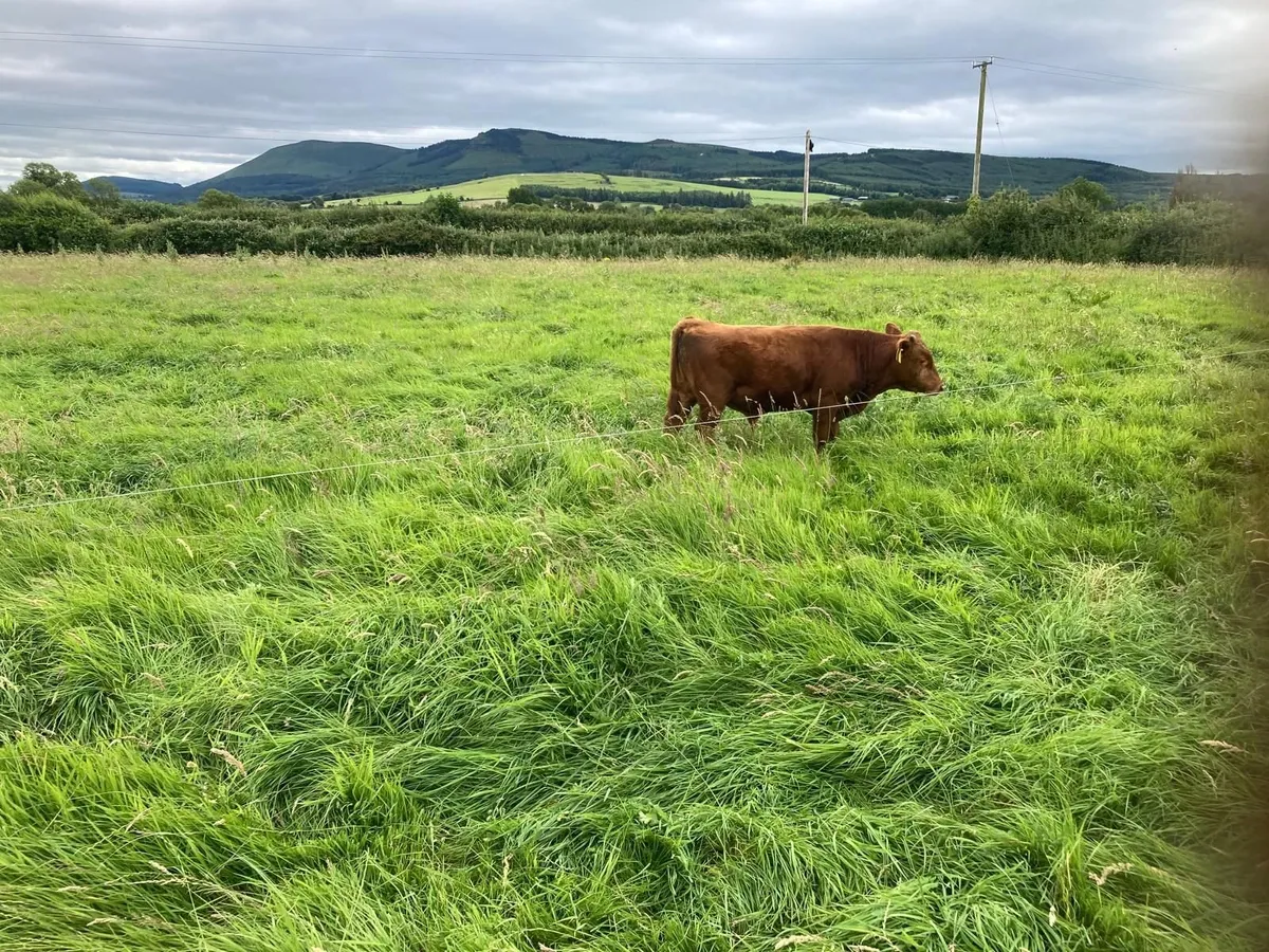 Bull Weanling - Image 1