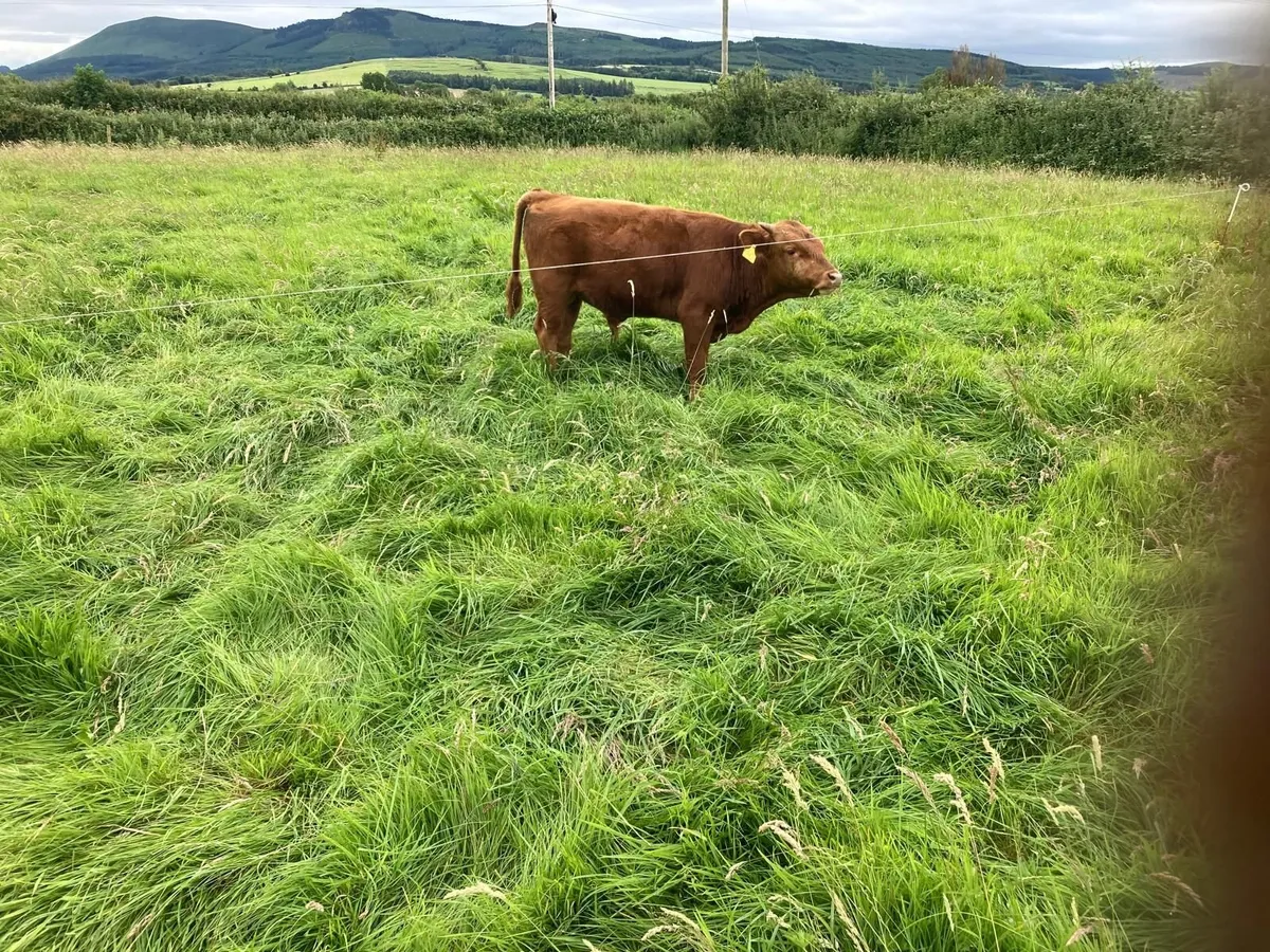 Bull Weanling - Image 2