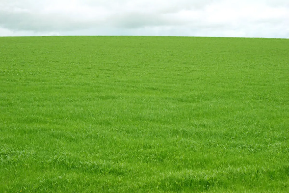 Meadow to let/ bales for sale