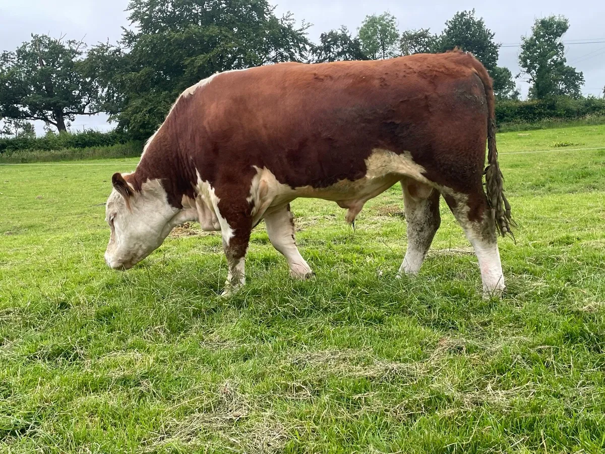 Hereford Bull PBR - Image 1