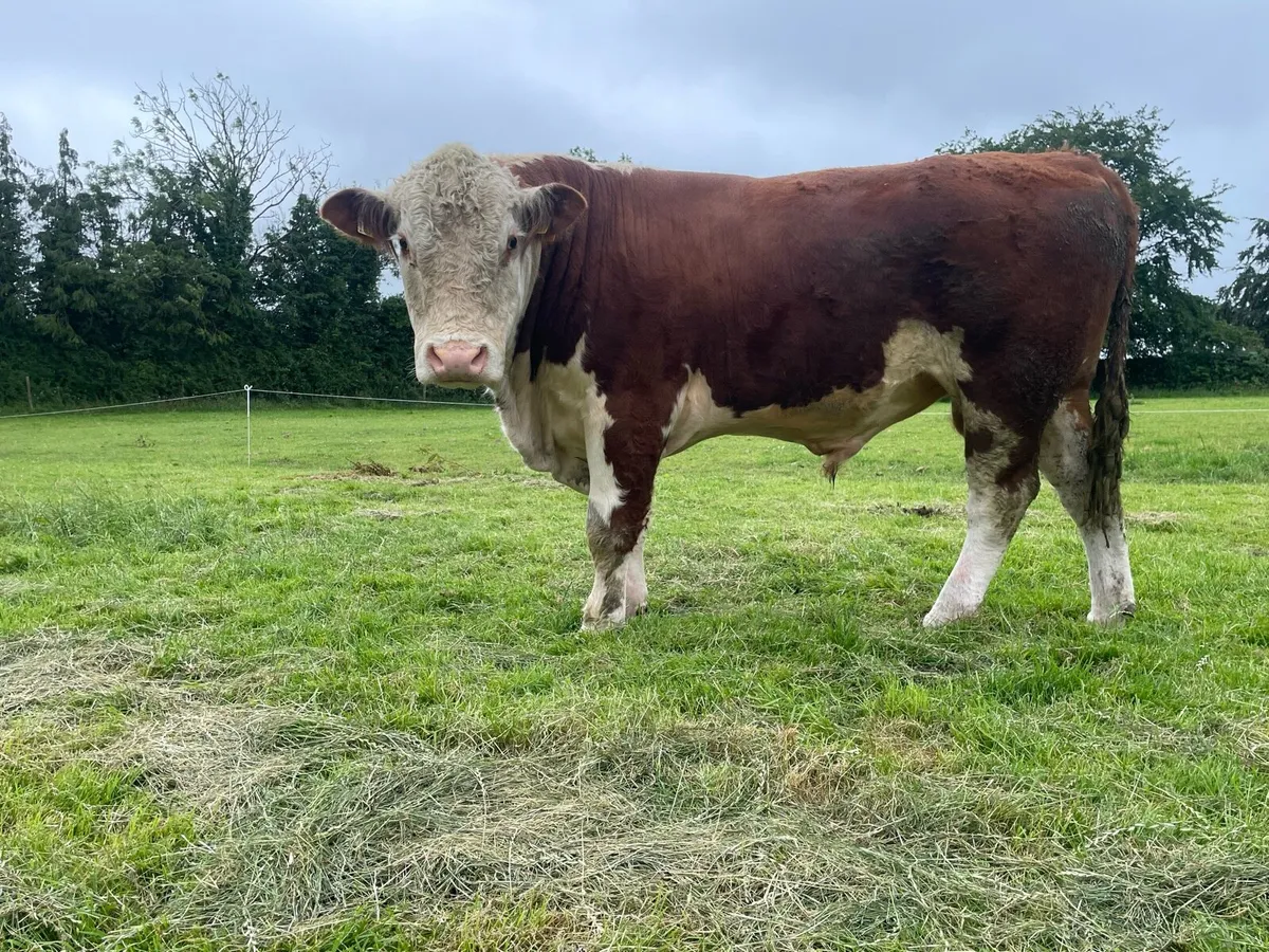 Hereford Bull PBR - Image 3
