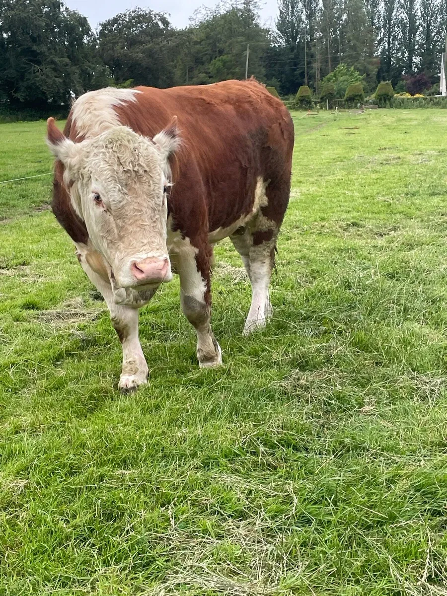 Hereford Bull PBR - Image 4