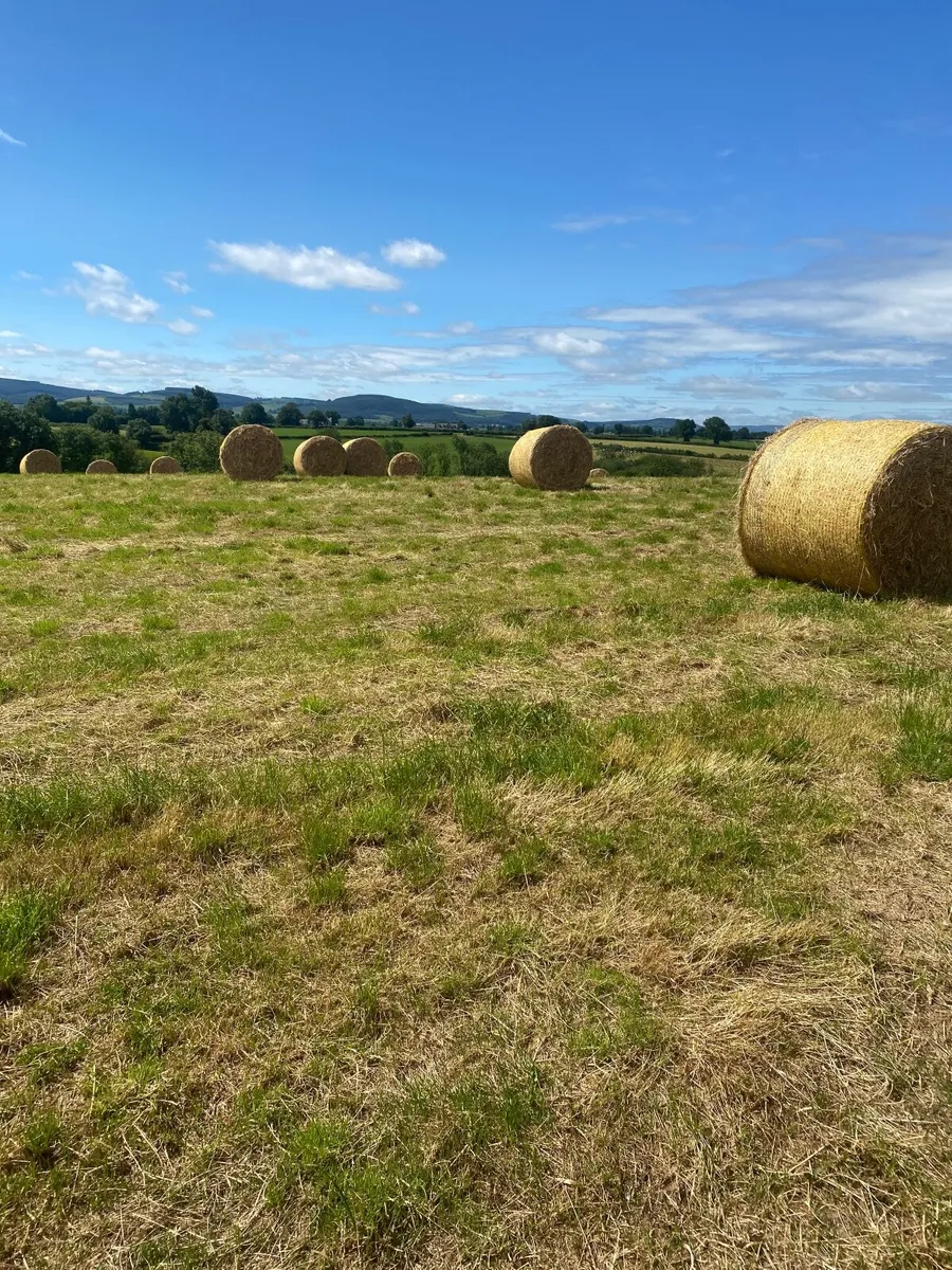 Hay and Straw - Image 3