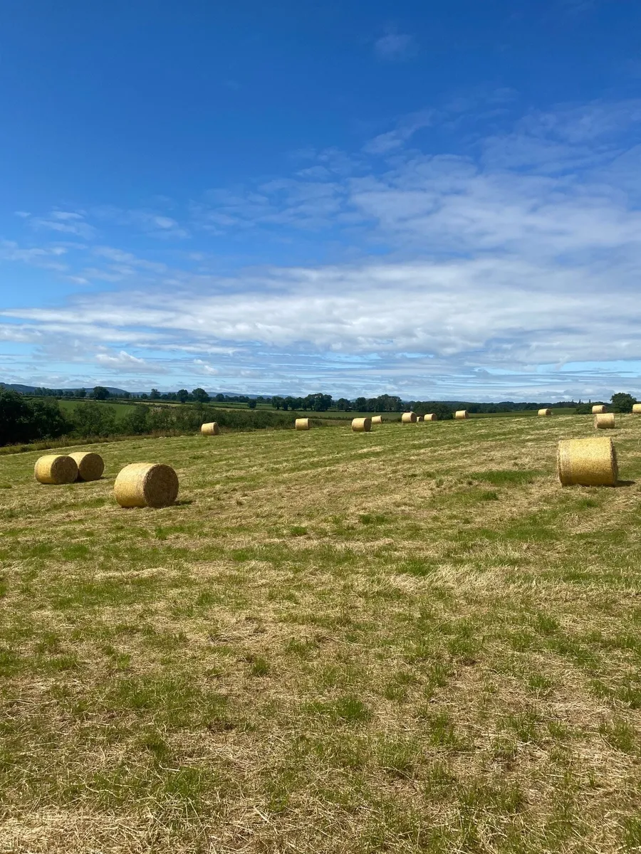 Hay and Straw - Image 2