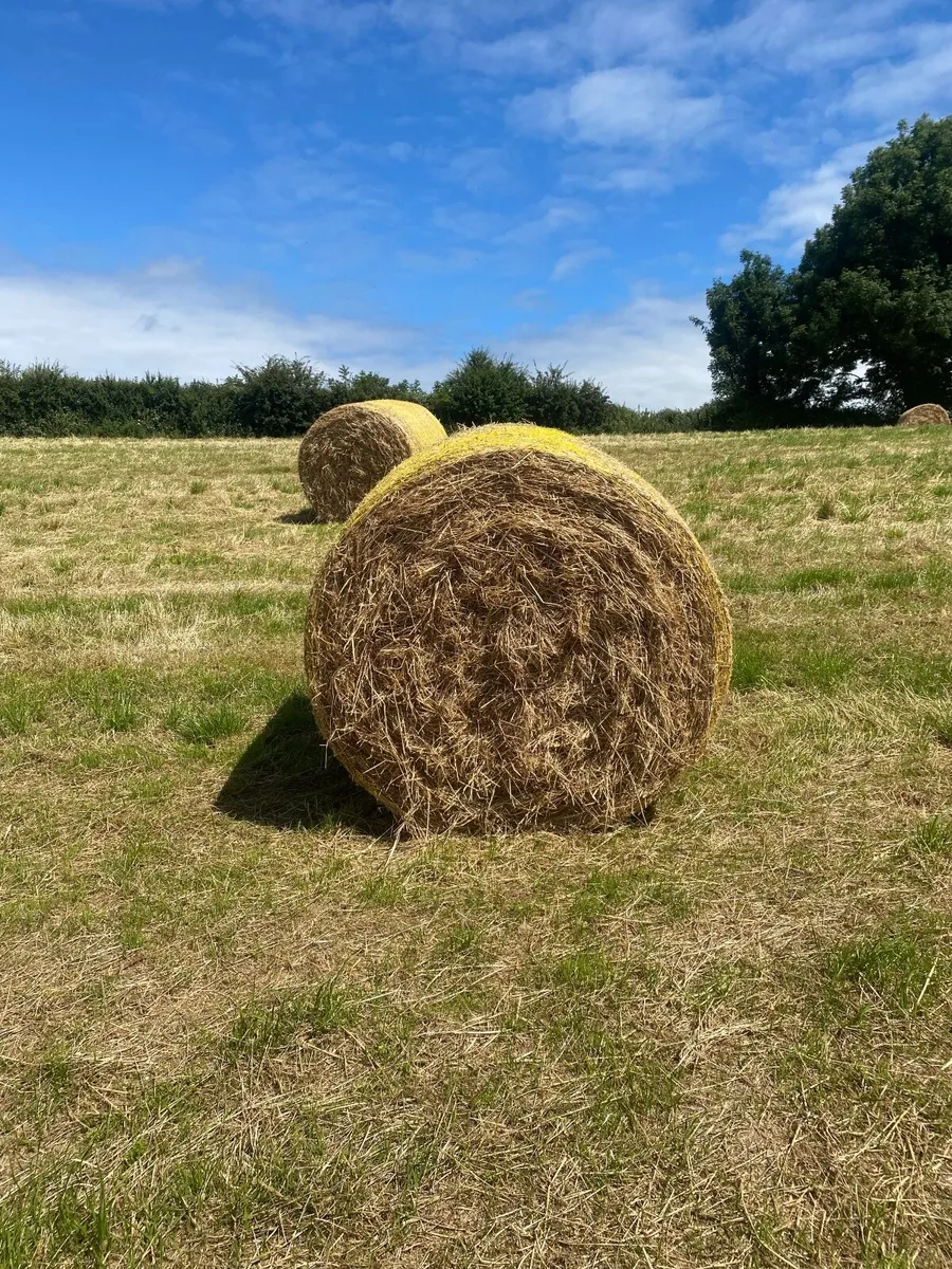 Hay and Straw - Image 1