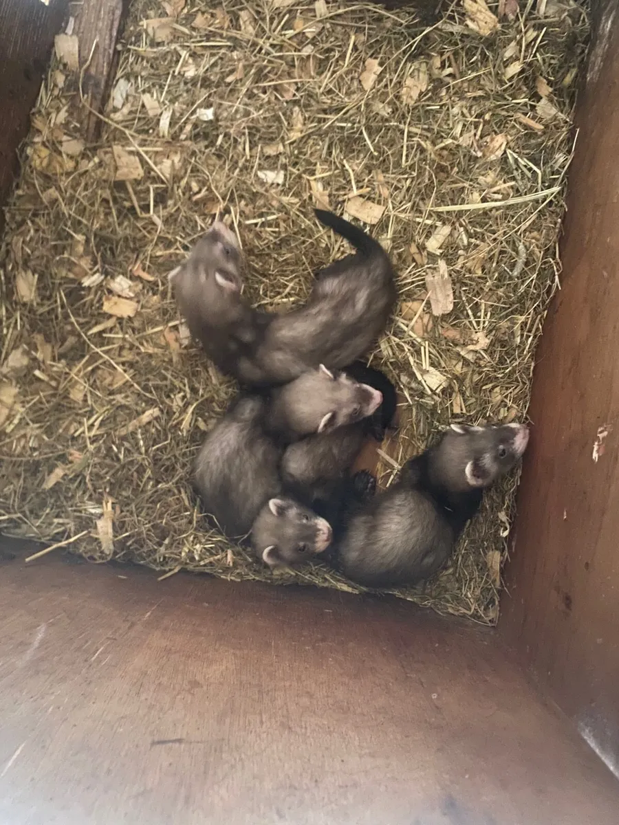 Ferret - Image 1