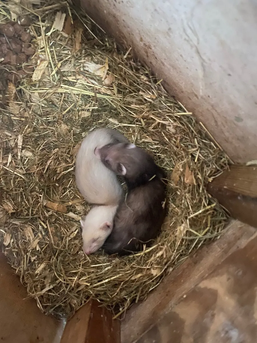 Ferret - Image 2