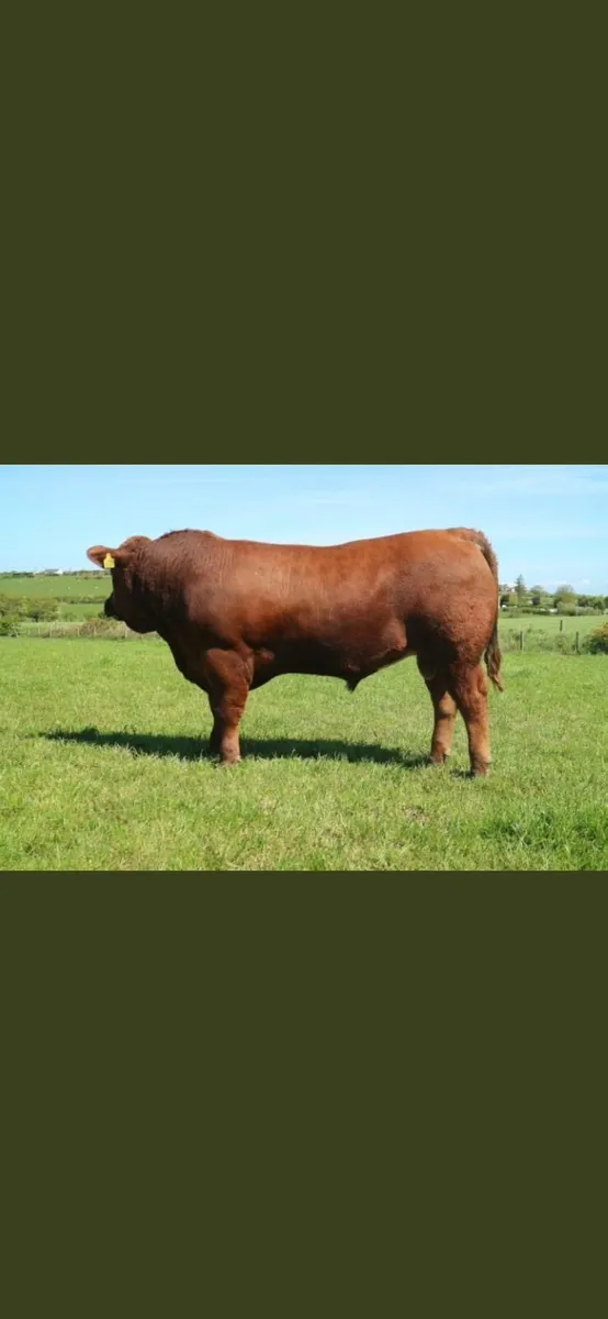 5* Pedigree Registered Stabiliser Bulls for Sale - Image 1