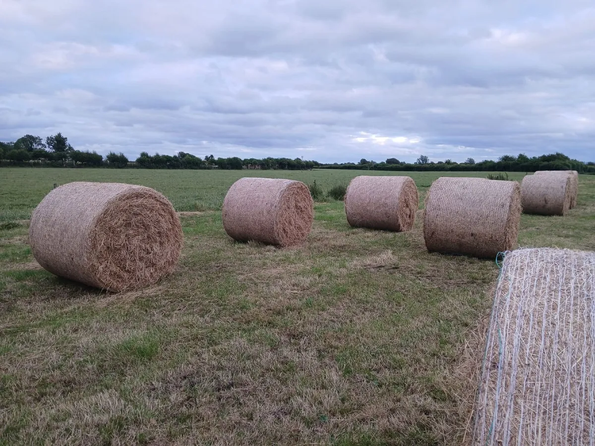 Round bales of hay - Image 1