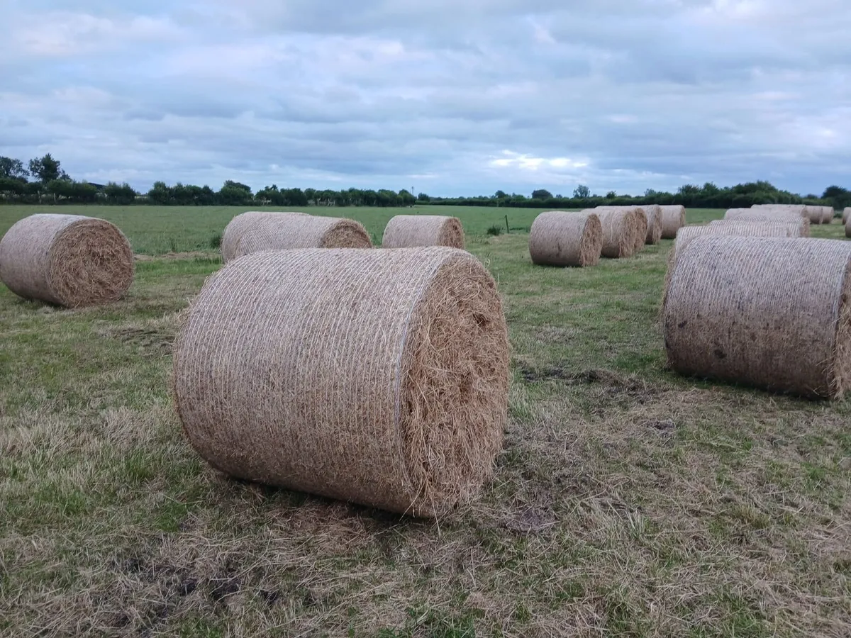 Round bales of hay - Image 2