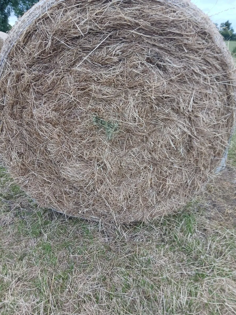 Round bales of hay - Image 3