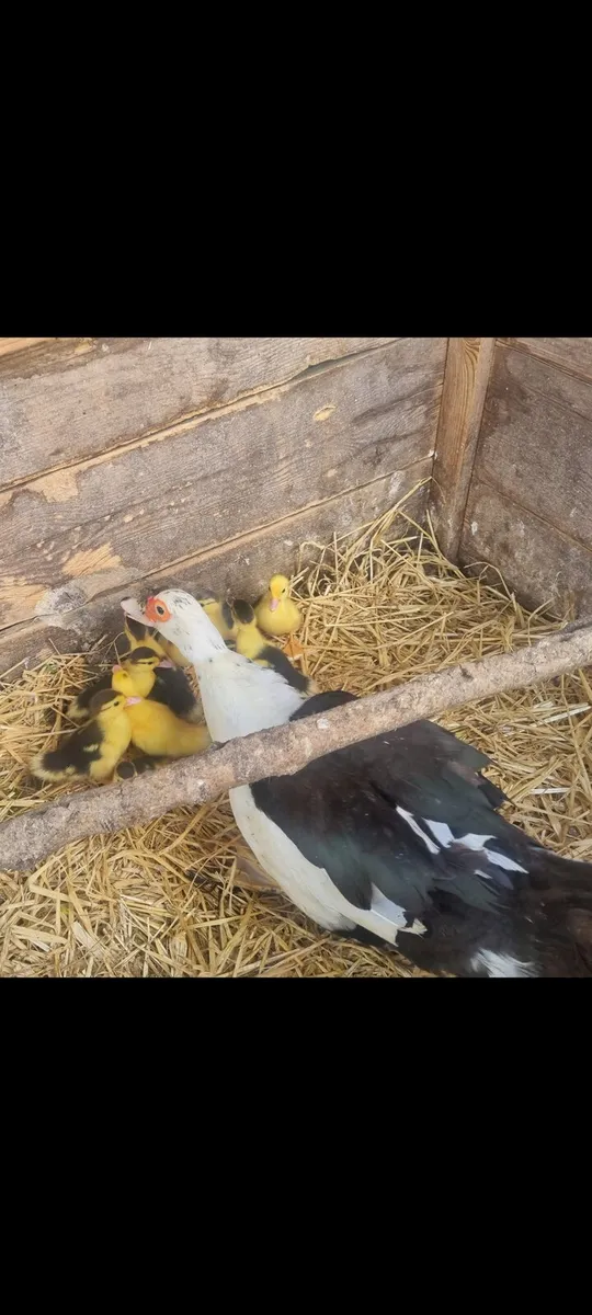 Duck and ducklings - Image 1