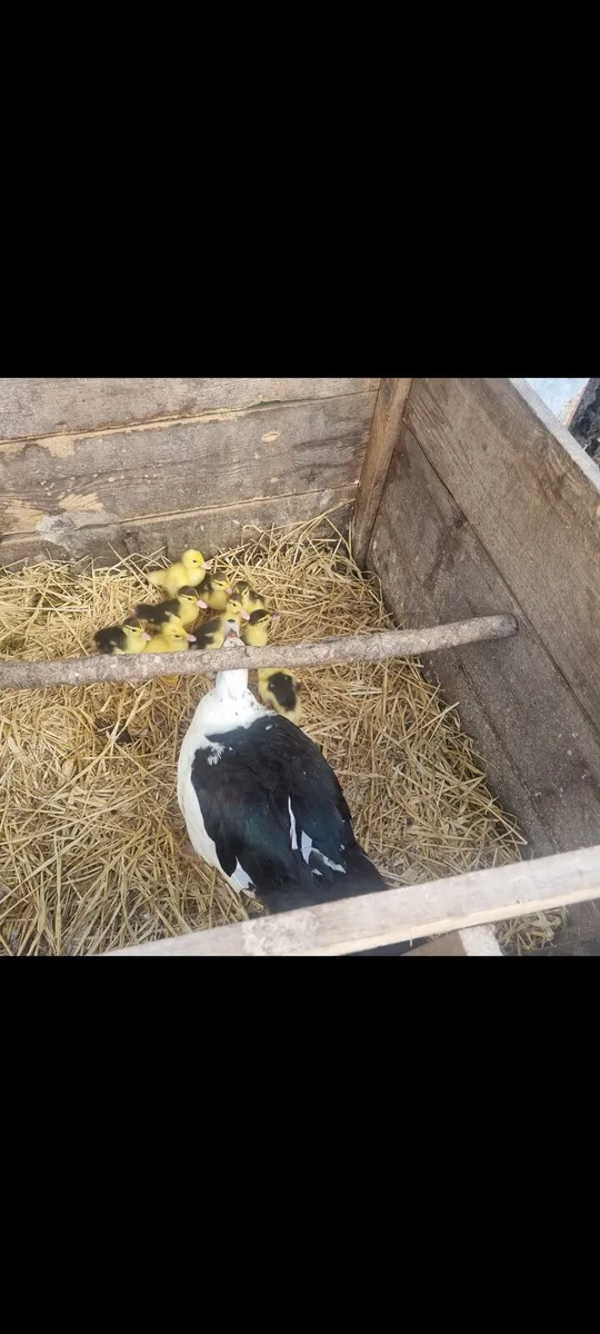 Duck and ducklings - Image 2