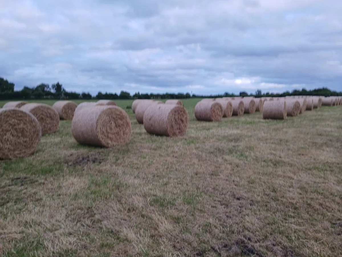 Round bales of hay - Image 4