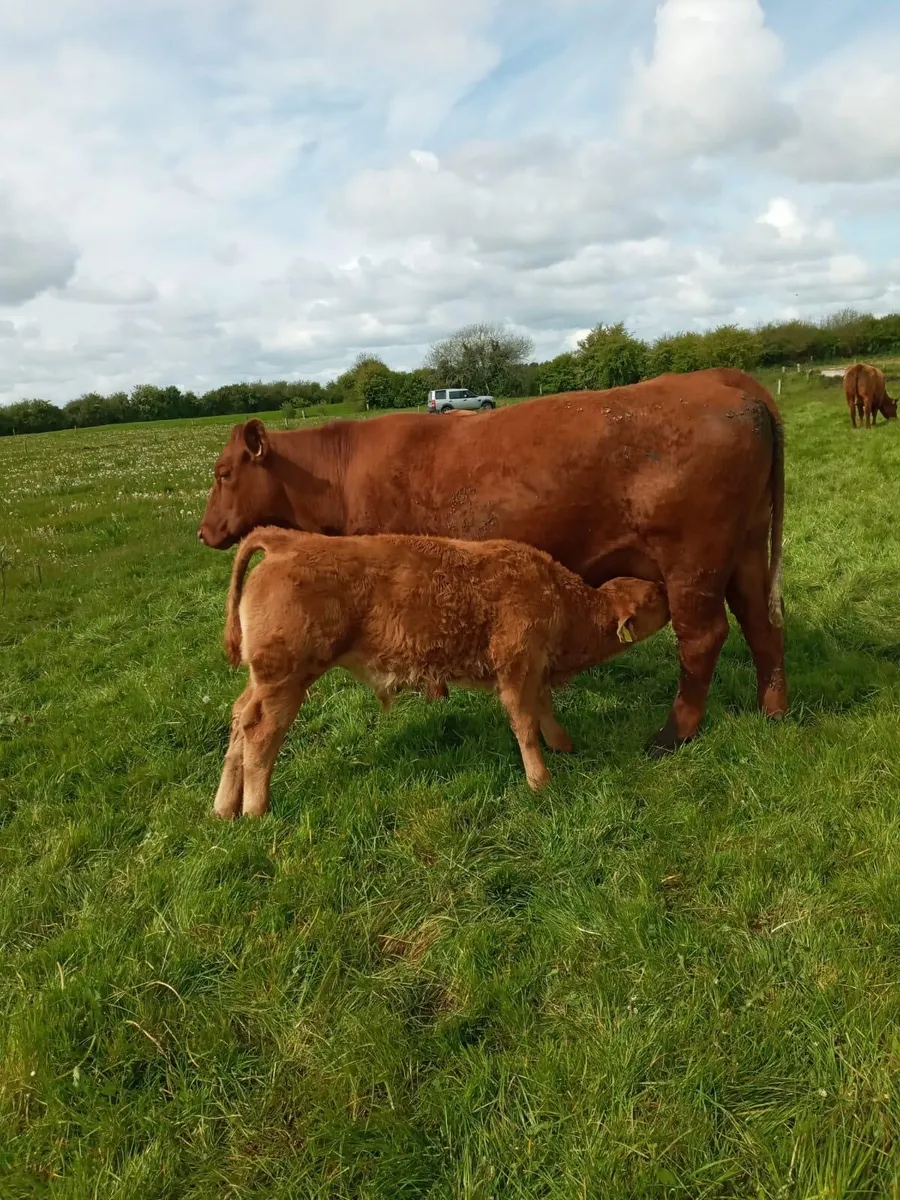 5* Pedigree Registered Stabiliser Bulls for Sale - Image 2
