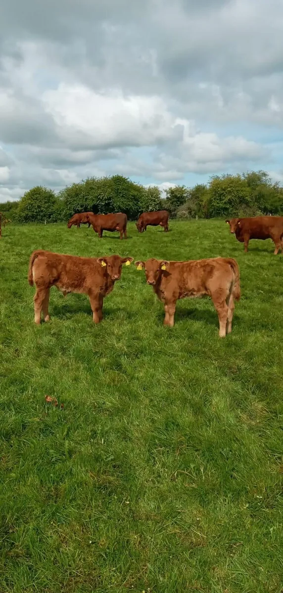 5* Pedigree Registered Stabiliser Bulls for Sale - Image 3