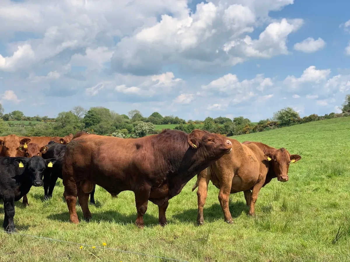 5* Pedigree Registered Stabiliser Bulls for Sale - Image 4