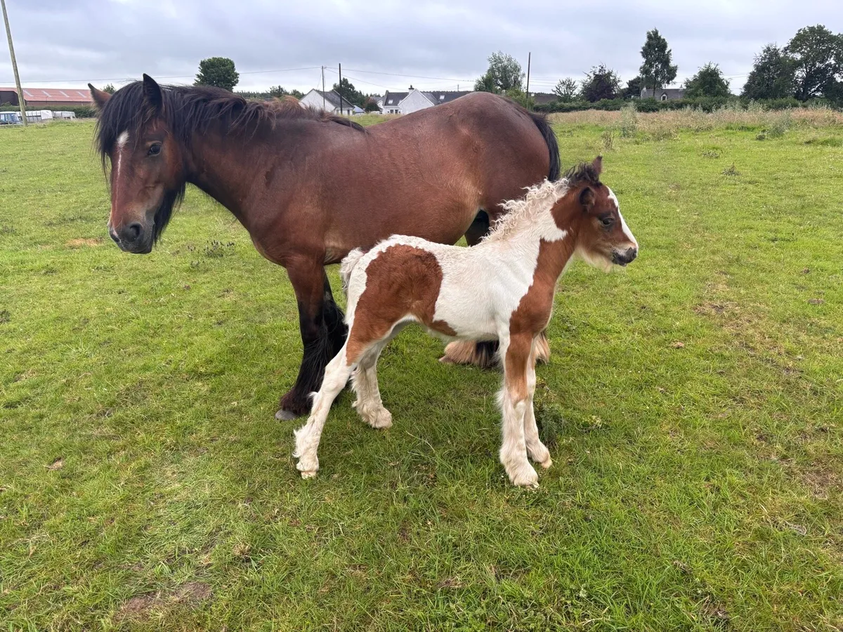 pony - Image 1