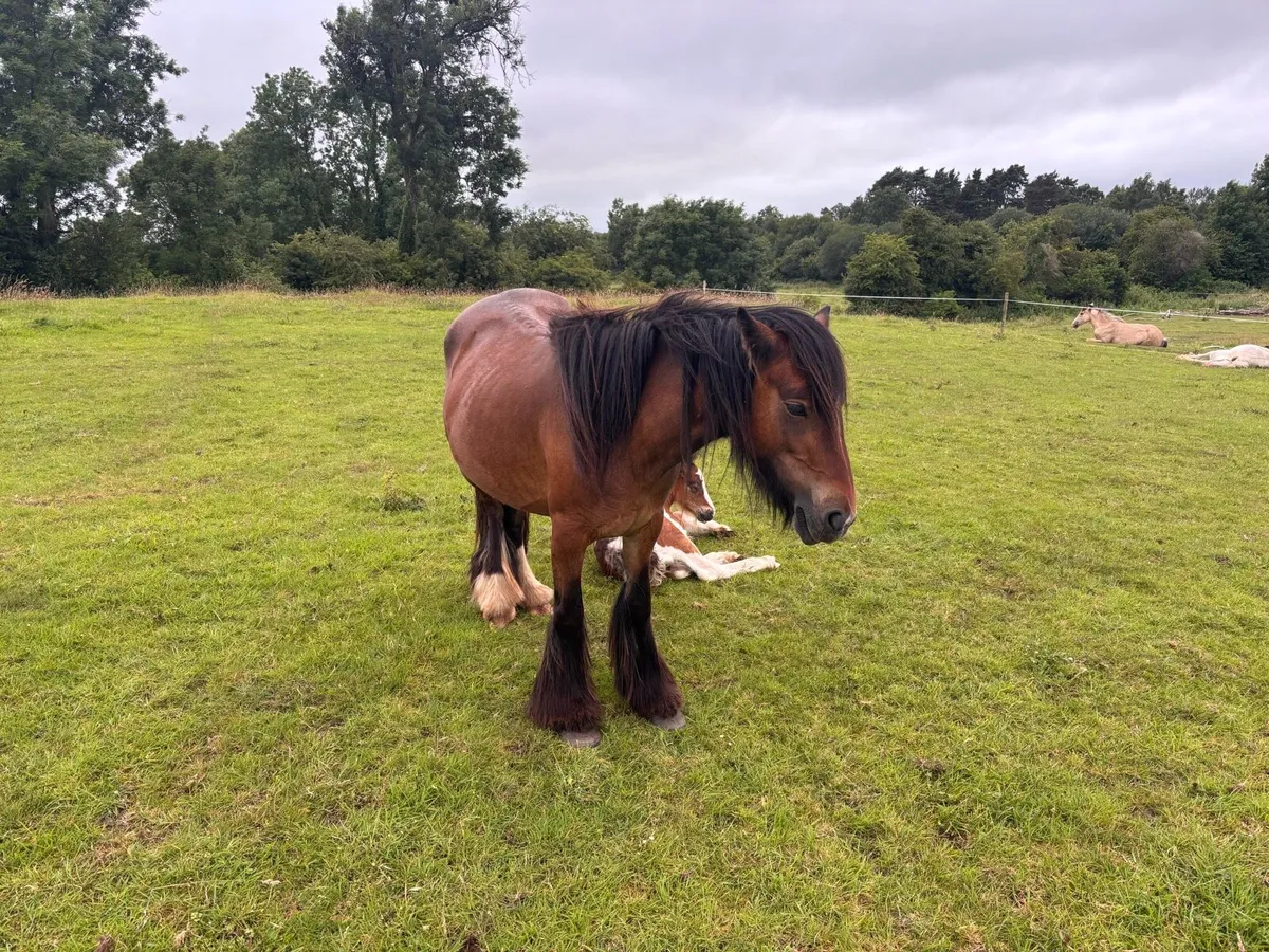 pony - Image 4