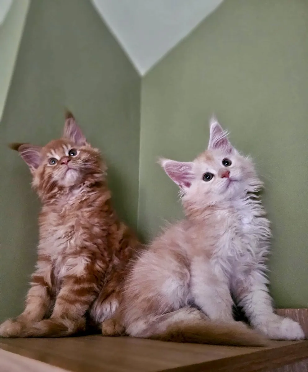 Maine Coon kittens - Image 1